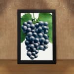 Vintage botanical wall art showing dark purple grapes with green leaves on a white background. displayed on the wall