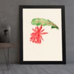 Vintage wall art with a red hanging flower and green leaf on a cream background, framed in black. displayed on the wall
