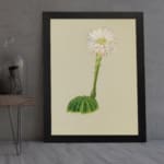Vintage wall art with a round green cactus and a tall white flower with pink and yellow accents, on a beige background, framed in black. displayed on the wall