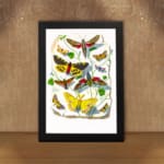 Vintage wall art featuring a collection of colorful butterflies and moths with intricate wing patterns, resting on leaves and twigs. displayed on the wall
