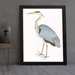 Vintage heron bird illustration with soft blue, black, and white feathers. Framed in black, offering classic nature-inspired wall art. displayed on the wall