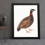 Detailed illustration of a speckled ground bird with a reddish-orange neck and black-and-white face, set on a white background. displayed on the wall in a black frame