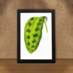 Vintage wall art featuring a green leaf with dark oval markings on a white background, framed in black. displayed on the wall in a black frame