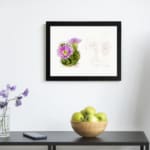 Vintage botanical art of a blooming cactus with purple flowers and pencil sketch detail on white background. displayed on the wall in a black frame