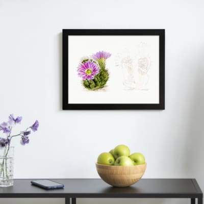 Vintage botanical art of a blooming cactus with purple flowers and pencil sketch detail on white background. displayed on the wall in a black frame
