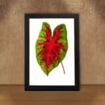 Vintage wall art showing a green leaf with bold red veins on a white background, framed in black. displayed on the wall