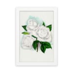 Vintage white rose wall art with green leaves and soft blue background. displayed on the wall