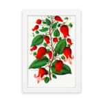 Infidu vintage wall art of red bell-shaped flowers with green leaves on a white background, framed in white. hung on the wall