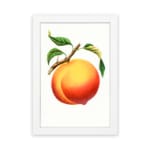 Infidu Ripe Peach Botanical Fruit Vintage Wall Art with bright orange peach and green leaves. hung on the wall