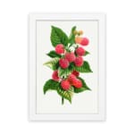 Vintage wall art of ripe red and pink raspberries with green leaves on a white background, framed in white. hung on the wall