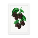 Infidu Dark Berry Cluster Botanical Vintage Wall Art with dark berries and green leaves framed in white. hung on the wall