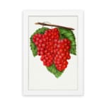 Vintage wall art of red grapes on a vine with green leaves and a white background, framed in white. hung on the wall