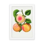 Vintage peach fruit wall art with soft orange and pink tones, green leaves, and a sliced peach on a white background. hung on the wall