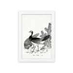 Black and white vintage illustration of two peacocks standing near plants with detailed linework and shading. hung on the wall