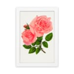 Vintage pink rose wall art with two full-bloom roses and green leaves on white background. hung on the wall