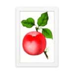Vintage red apple wall art with green leaves on a white background. hung on the wall