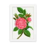 Infidu vintage wall art with blooming pink rose and green leaves in a classic white frame. hung on the wall