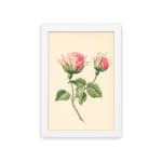 Infidu vintage wall art with two pink rosebuds and green leaves on a cream background in a white frame. hung on the wall
