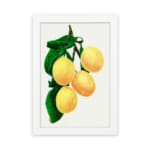 Vintage art of four yellow lemons with green leaves on a white background, framed in white. hung on the wall
