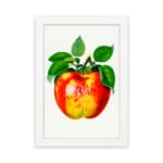 Vintage apple wall art featuring a red, yellow, and green apple with green leaves on a white background and a white frame. hung on the wall
