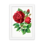 Vintage botanical wall art of red roses with green leaves on a white background by Infidu. hung on the wall