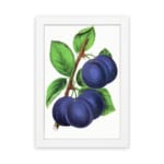 Vintage botanical art of ripe purple plums on a branch with green leaves on a white background. hung on the wall