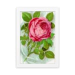 Infidu vintage wall art with a pink rose in full bloom and green leaves on a soft watercolor background. hung on the wall