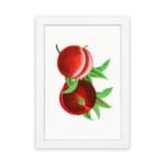 Vintage wall art featuring ripe red peaches with green leaves and a clean white background. hung on the wall