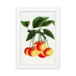 Vintage wall art of red and yellow cherries on a branch with green leaves in a white frame. hung on the wall