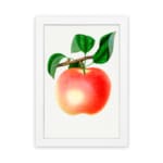 Vintage botanical wall art of a ripe peach with green leaves on a white background. hung on the wall