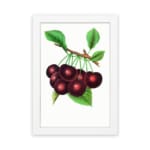 Vintage wall art with ripe red cherries and green leaves on a white background. hung on the wall