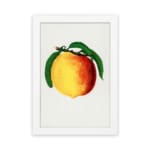 Vintage botanical wall art print of a ripe peach with green leaves on a white background. hung on the wall