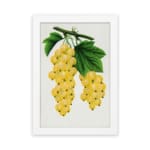 Vintage art of golden yellow grapes and green leaves on a vine in botanical illustration style. hung on the wall
