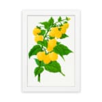Vintage botanical art print of yellow raspberries on a green leafy branch with a white background from Infidu. hung on the wall