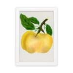 Vintage botanical wall art of a golden yellow fruit with green leaves on a white background. hung on the wall