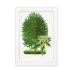Vintage botanical wall art of a green plant with two distinct leaf types on a white background. hung on the wall