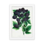 Vintage wall art print of ripe blackberries with green leaves on a white background in classic botanical style. hung on the wall