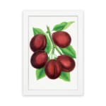 Infidu vintage wall art print of deep red plums with green leaves on a white background in classic botanical illustration style. hung on the wall
