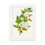 Vintage botanical wall art showing white flowers with pink petals and green leaves on a brownish-red stem against a white background. hung on the wall