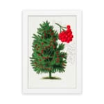 Botanical illustration of a red berry tree with green leaves and vivid red berries on a white background. hung on the wall