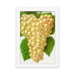 Vintage art of golden yellow grapes with green leaves on a white background. hung on the wall