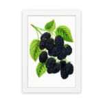 Infidu Vintage Dark Mulberries botanical wall art showing detailed purple-black mulberries with green leaves on a white background. hung on the wall