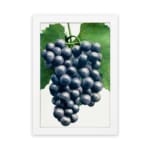 Vintage botanical wall art showing dark purple grapes with green leaves on a white background. hung on the wall