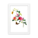 Vintage art of pink and red flowers with green leaves, two orange and brown butterflies, framed in white. hung on the wall