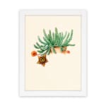 Starfish cactus. Digitally enhanced from our own original copy of Familie Der Cacteen (1893-1905). 04