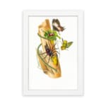 Vintage art featuring a wild nature-inspired scene with a spider, butterflies, and green leaves on a piece of bark, framed in white. hung on the wall