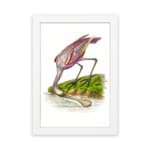 Pink bird bending near water with grass and earthy background in vintage style. hung on the wall