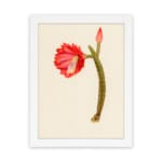 Vintage cactus flower wall art with a red bloom, pink bud, and green cactus stem on a light beige background, framed in white. hung on the wall