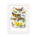 Vintage wall art featuring a collection of colorful butterflies and moths with intricate wing patterns, resting on leaves and twigs. hung on the wall