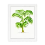 Elegant palm plant with detailed green leaves and light brown trunk, framed in black, perfect for nature-inspired vintage wall art. hung on the wall